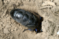 Meloe proscarabaeus