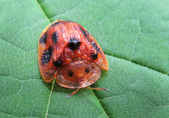 Laccoptera tredecimpunctata