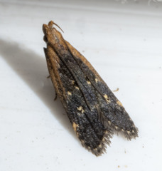 Dichomeris costarufoella