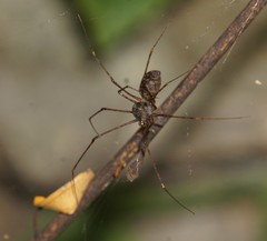 Scytodes longipes