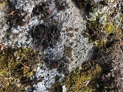 Umbilicaria hyperborea