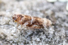 Catonia cinctifrons