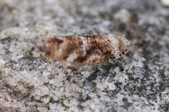 Catonia cinctifrons