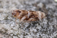 Catonia cinctifrons
