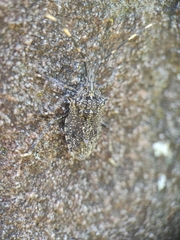 Alcaeus varicornis