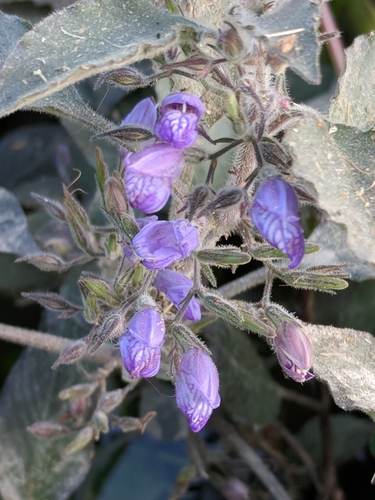 Hygrophila corymbosa, photograph 4