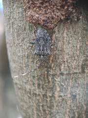 Alcaeus varicornis