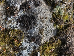 Umbilicaria hyperborea