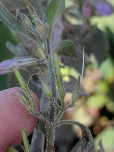 Hygrophila corymbosa, photograph 5