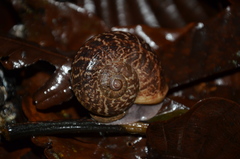 Cyclophorus semisulcatus