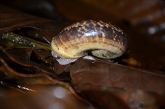 Cyclophorus semisulcatus