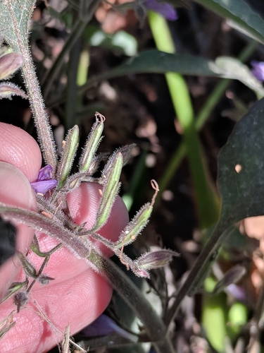 Image of Hygrophila corymbosa by (c) Alison Northup, some rights reserved (CC BY)