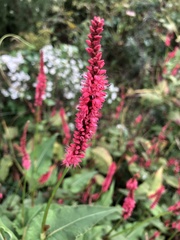 Persicaria orientalis