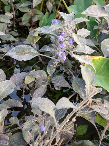 Image of Hygrophila corymbosa by (c) Alison Northup, some rights reserved (CC BY)