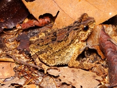 Ingerophrynus divergens