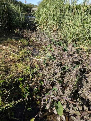 Image of Hygrophila corymbosa by (c) Alison Northup, some rights reserved (CC BY)