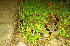 Micrurus lemniscatus helleri