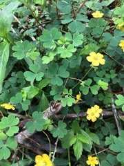 Oxalis chnoodes