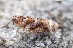 Catonia cinctifrons