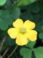 Oxalis chnoodes