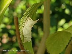 Appias libythea olferna