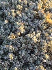 Nolana crassulifolia