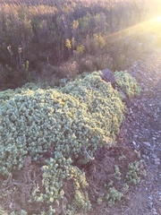 Nolana crassulifolia