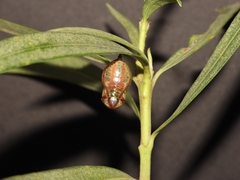 Euploea core amymone