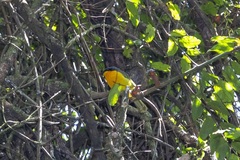 Telophorus nigrifrons