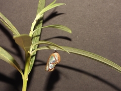 Euploea core amymone