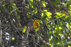 Telophorus nigrifrons