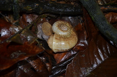 Cyclophorus semisulcatus