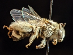 Melissodes tristis