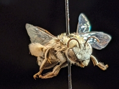 Melissodes tristis