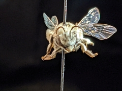 Melissodes tristis