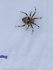 Araneus
