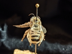 Melissodes tristis