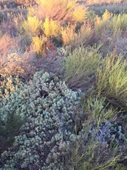 Nolana crassulifolia