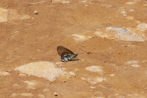 Rainforest Acraea