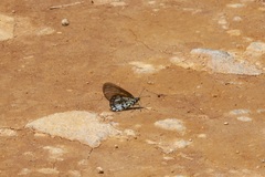 Acraea boopis