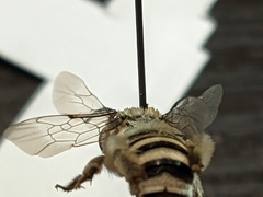 Melissodes tristis