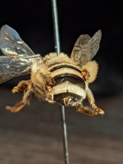 Melissodes tristis