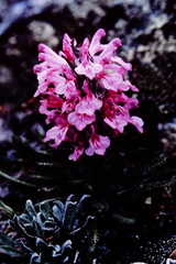 Pedicularis lanata