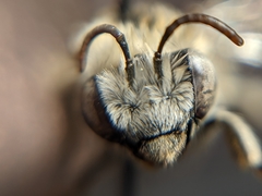 Melissodes tristis