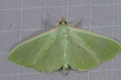 Parotis prasinophila