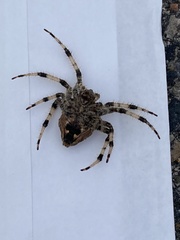 Araneus
