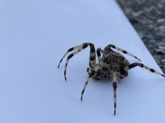 Araneus