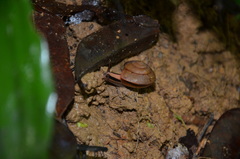 Pseudoplecta bijuga