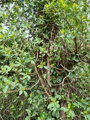 Hydrangea serratifolia