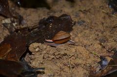 Pseudoplecta bijuga
